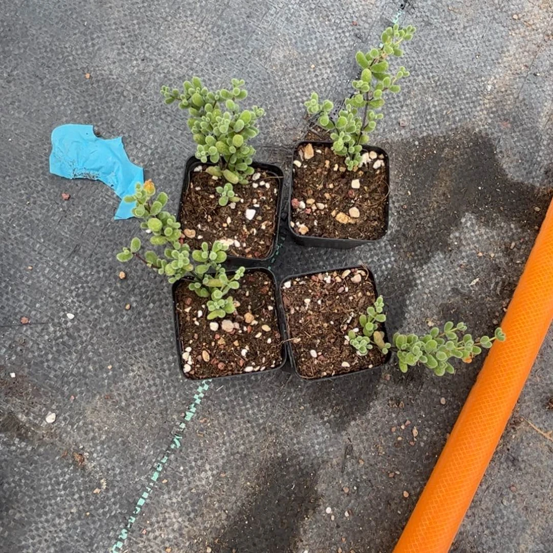 鸟**香翡翠优选枝干番杏