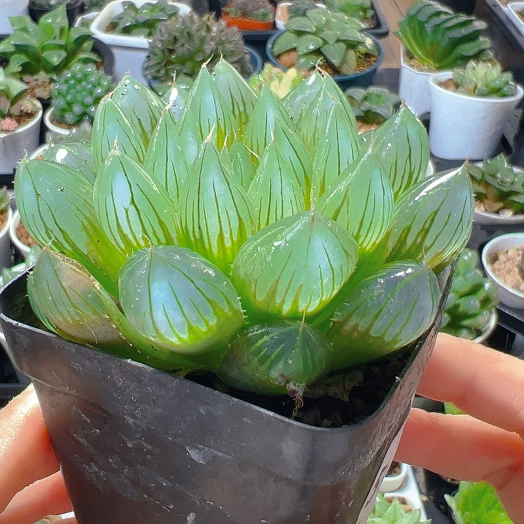 铭品多肉5185多肉植物一颗多肉