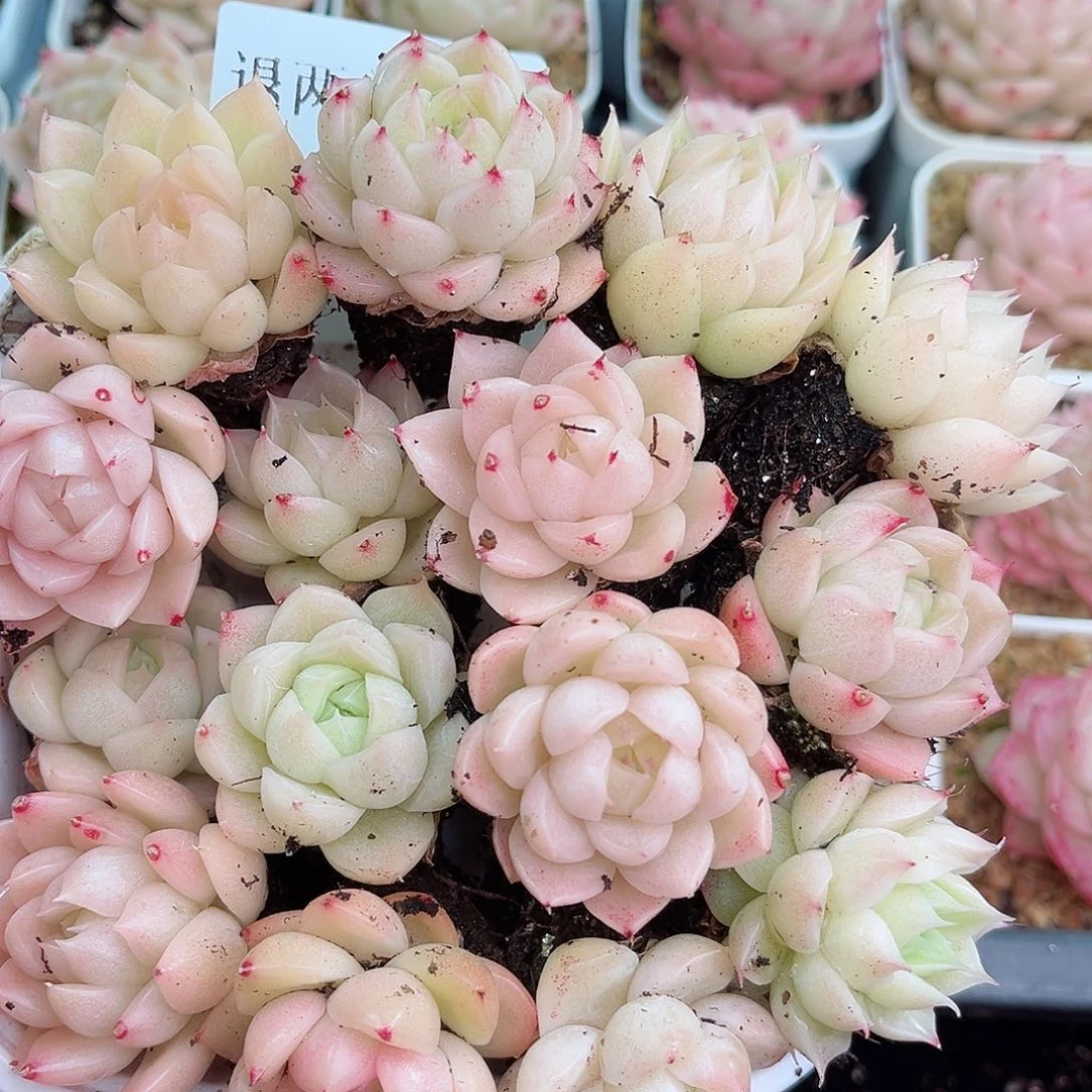 1-222 新疆西藏内蒙不发12.8包邮2-3公分多肉