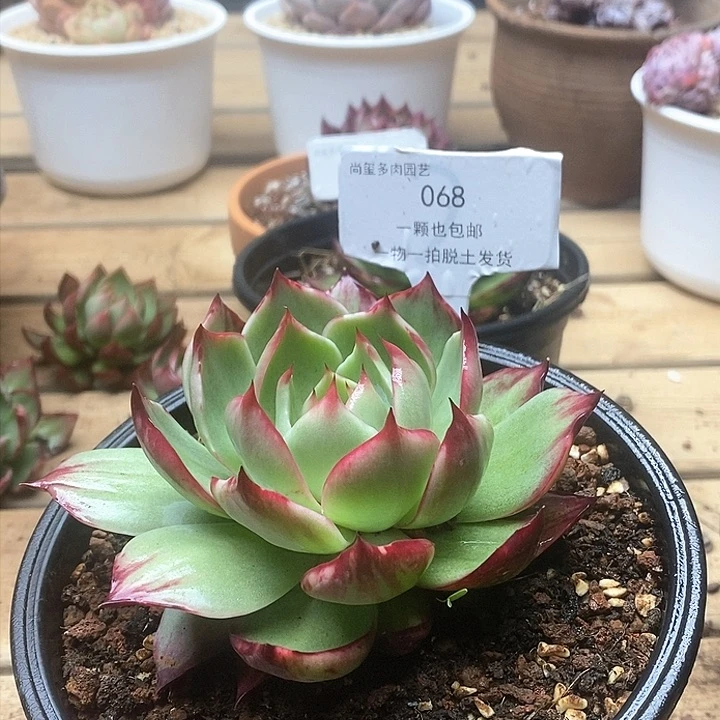 惊鸿仙子一物一拍068