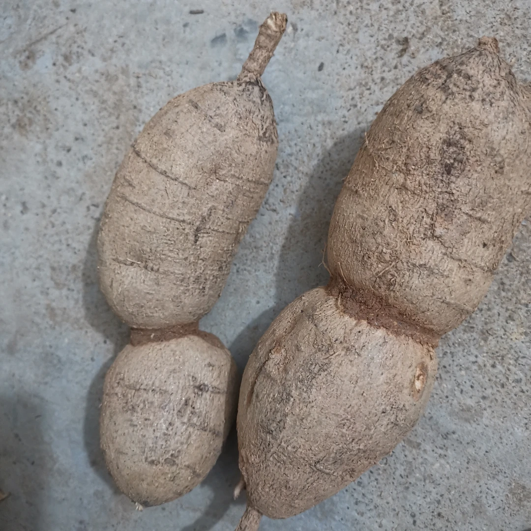 小二土货牛大薯新鲜农产品直播链接现称为准