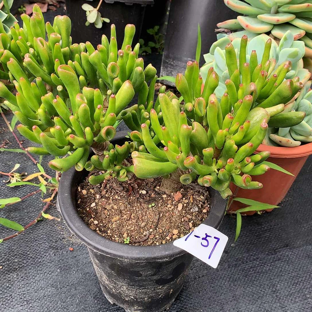 吸财树一物一拍7-57