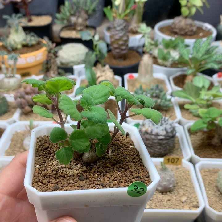 爱氏延命草多肉带盆