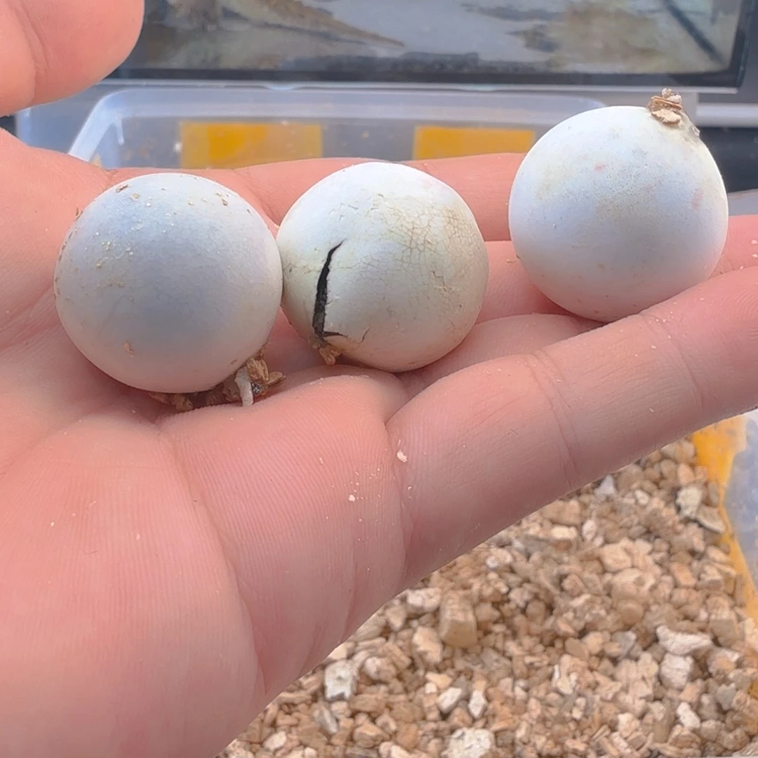 母绿毛龟野后蛋3个