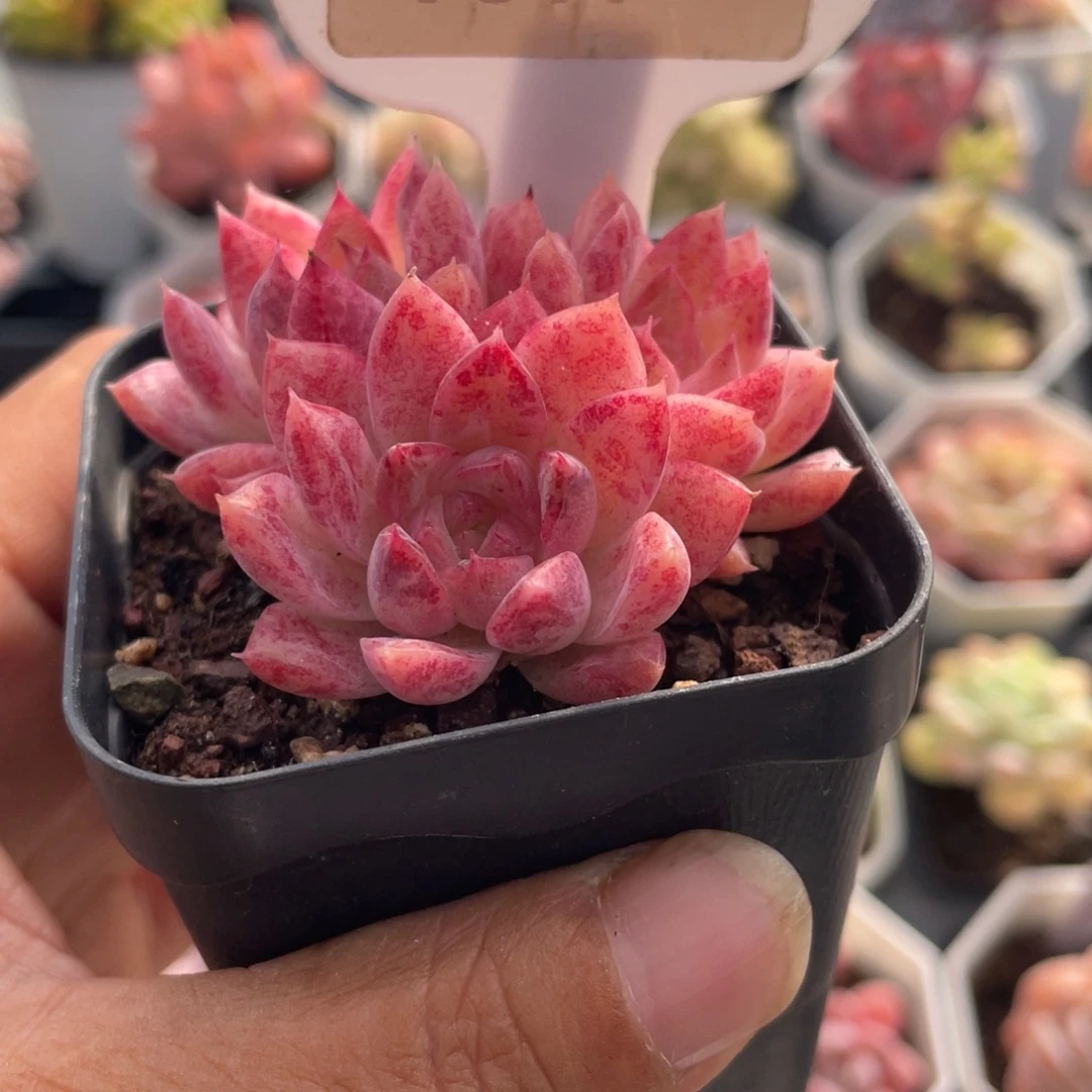 仙***亮胭脂扣7371-5.5厘米