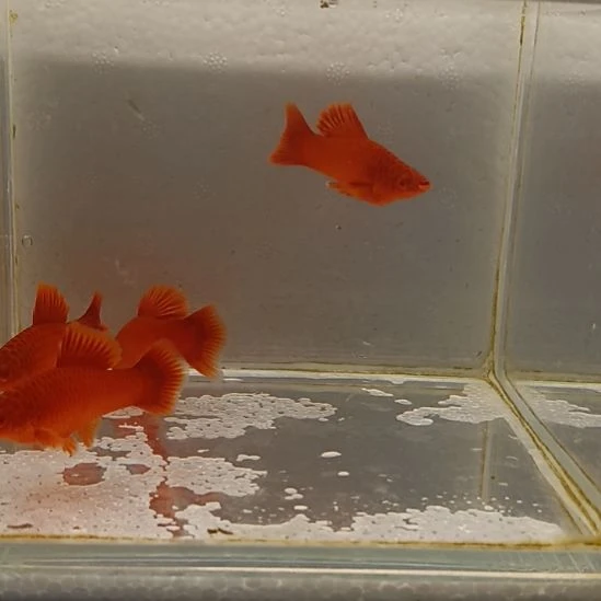 红剑鱼不*钱高鳍红剑观赏鱼