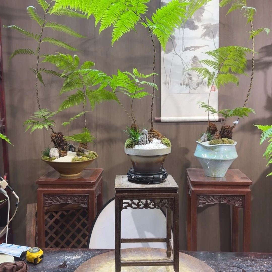 逍***i无花朵蕨类植物一物一拍