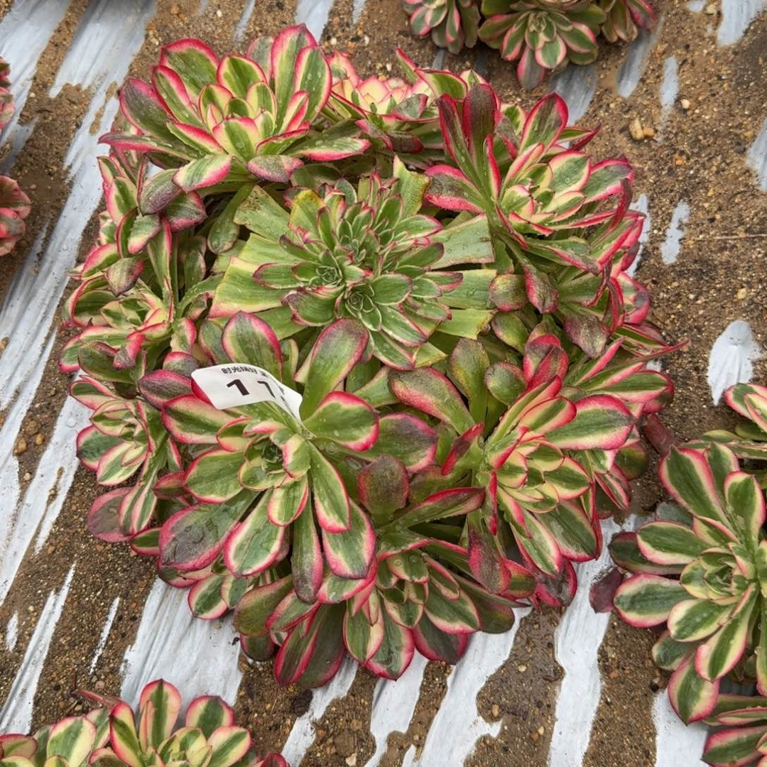 116瑶光。多肉植物