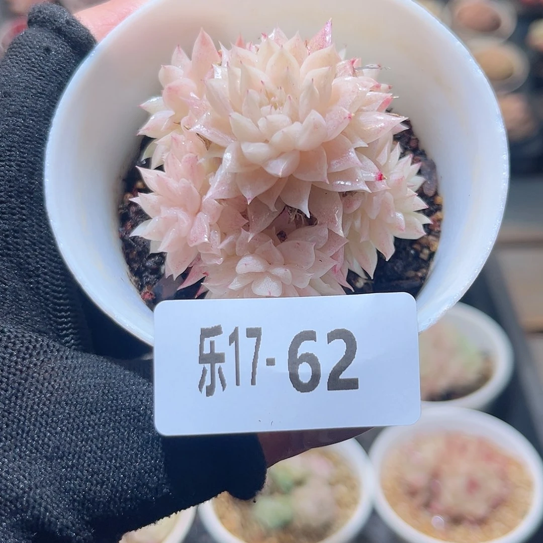 乐17-62 麦秆群不包整