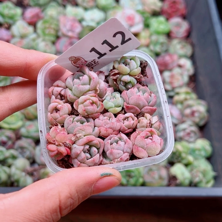多肉植物多肉植物