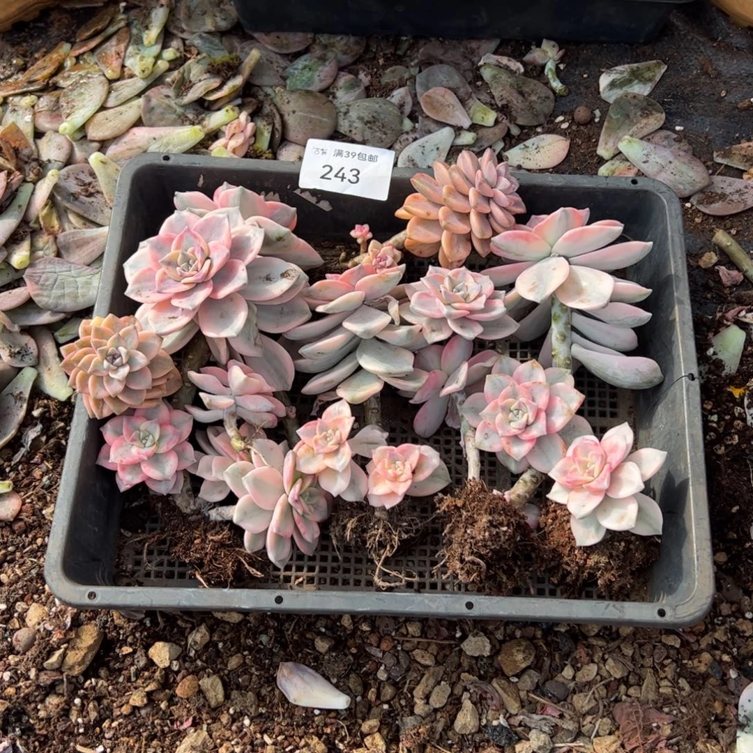 243紫乐锦老桩多肉植物