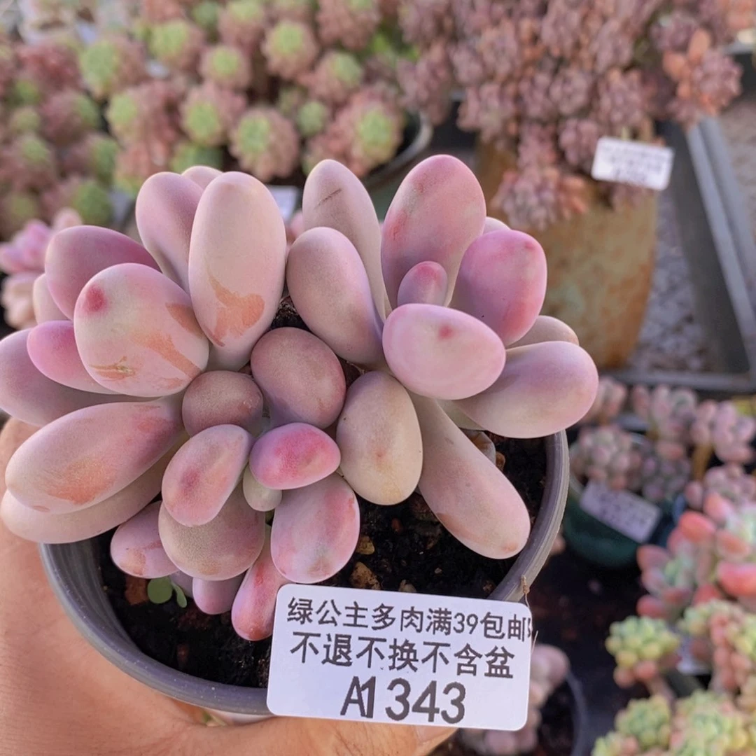 桃蛋树6cm353多肉植物