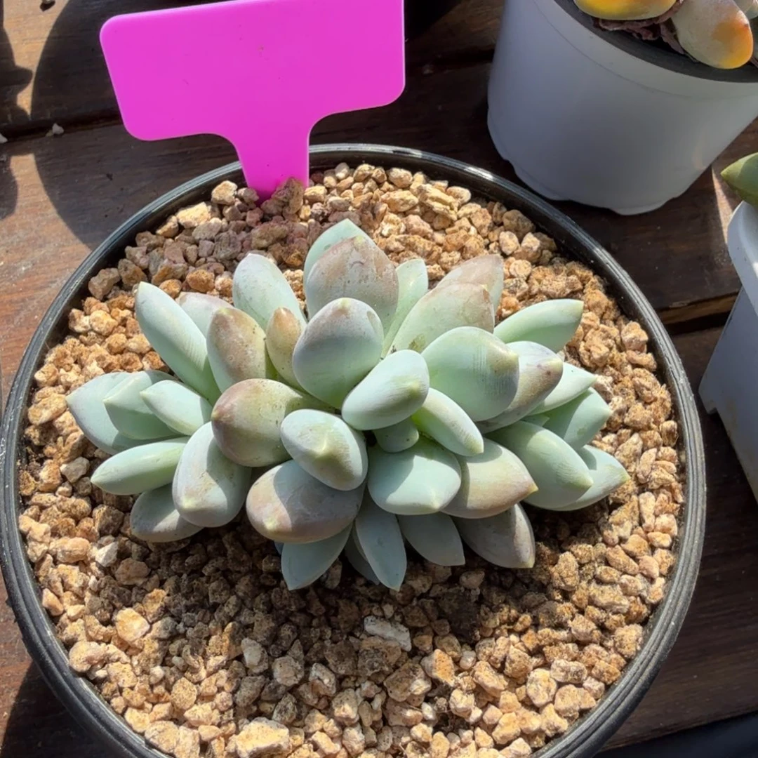 芒果美人杂111111111111