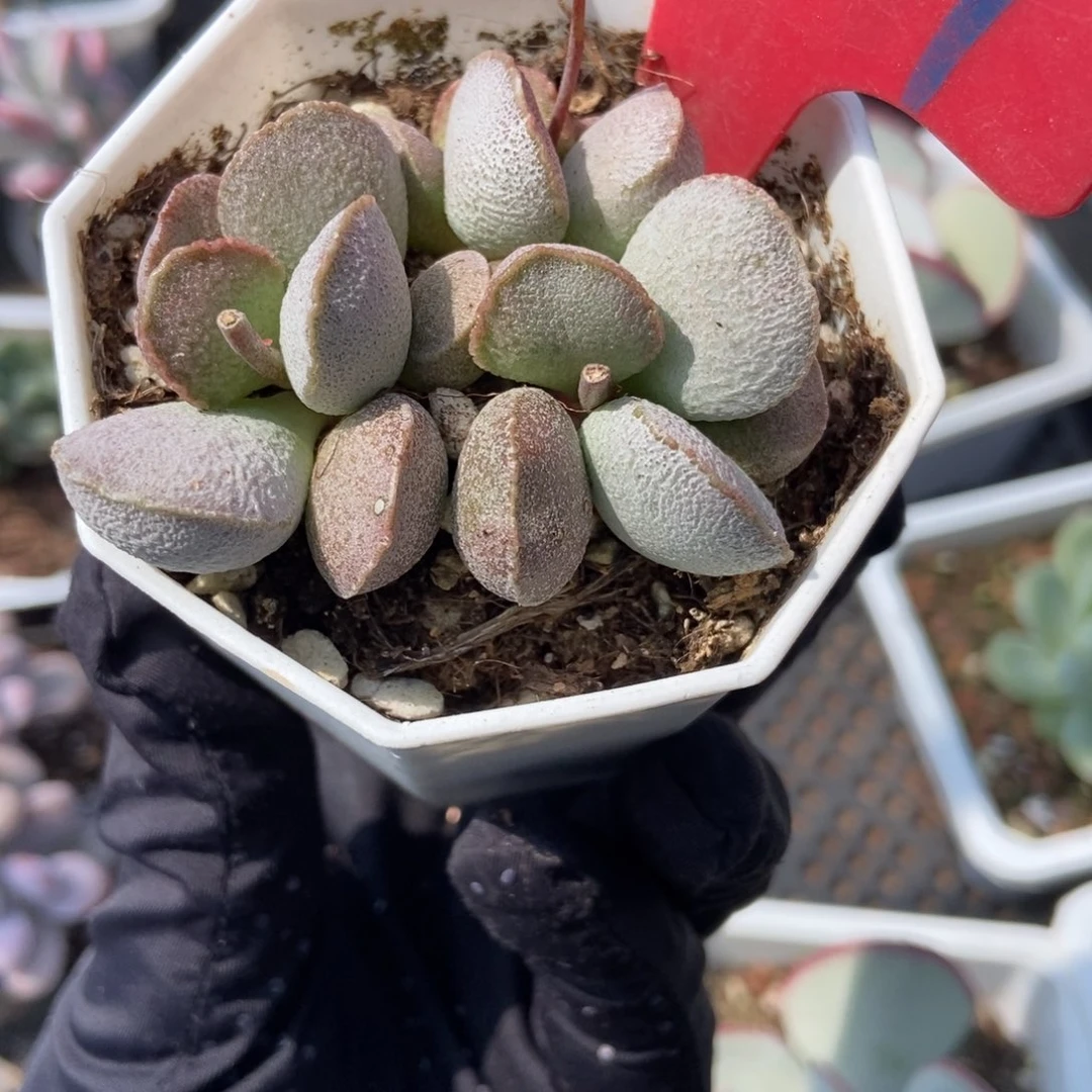 967绿磨砂水泡多肉植物保护