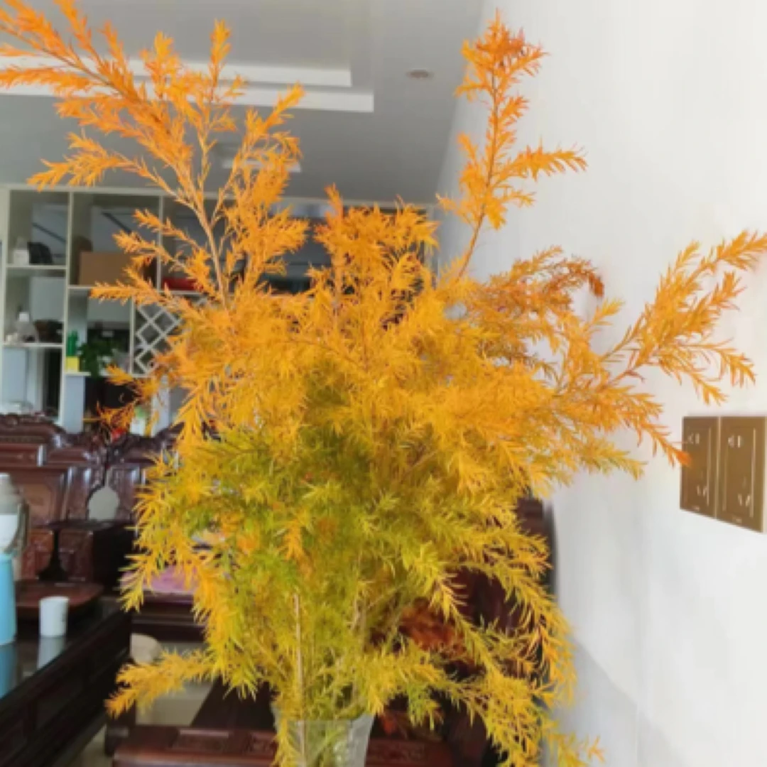 【香羿鲜花】次日达-千层金一扎/全场任意满两单及以上包邮