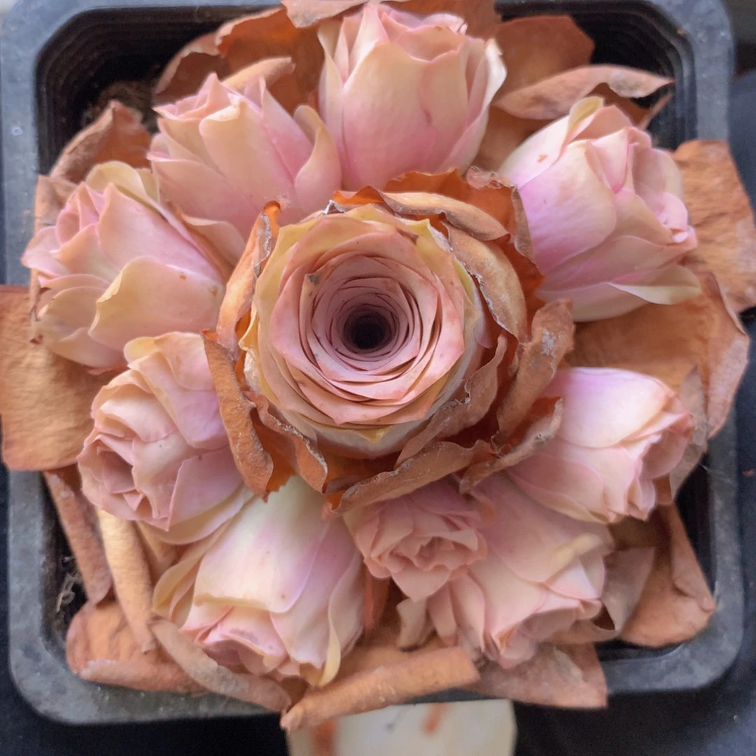 一物一拍星辰清秋825