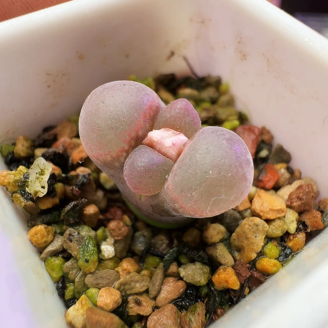 多肉植物福利风铃198
