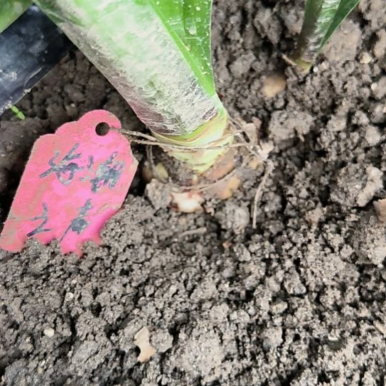 当前无花栽培后可以开花海潮之声直径4CM有侧