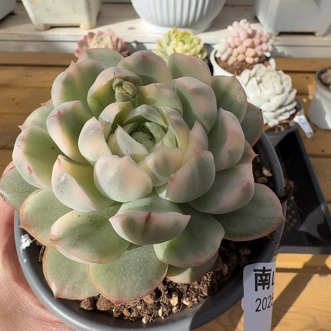 草莓蛋糕锦1111228-90