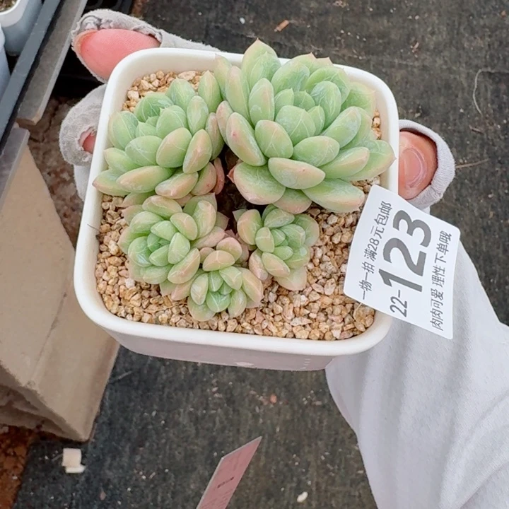 百达翡翠多肉植物多肉多