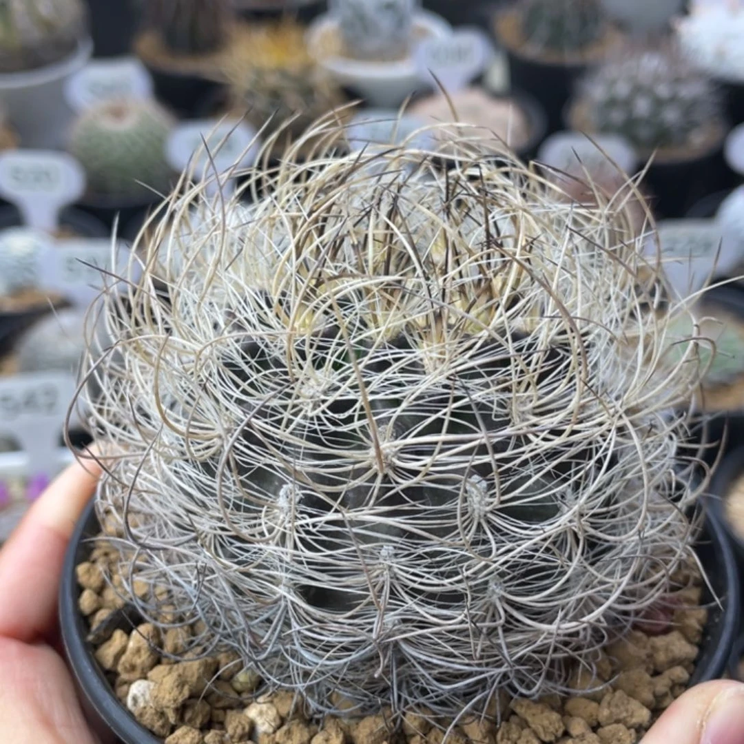 银翁玉        实生根