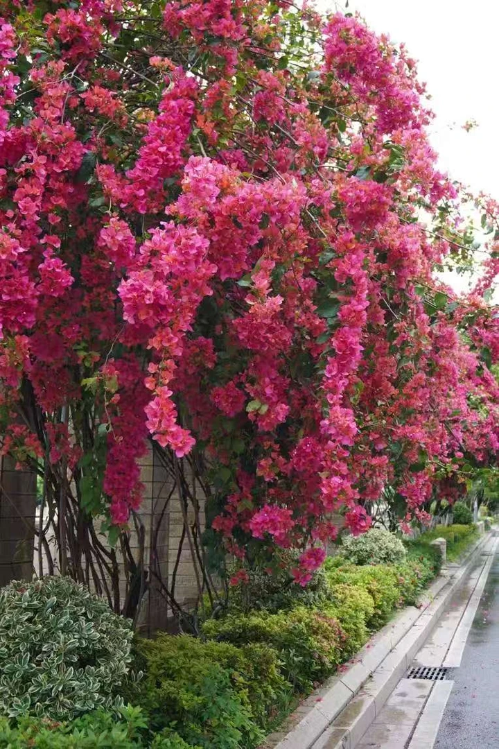 三角梅32一物一拍【掉花落叶不售后】