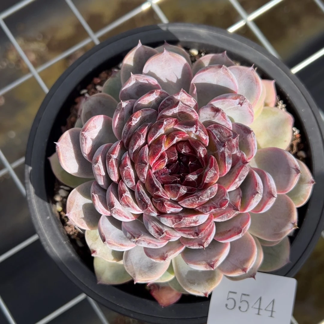 虾**味5544肉肉肉肉肉肉肉肉