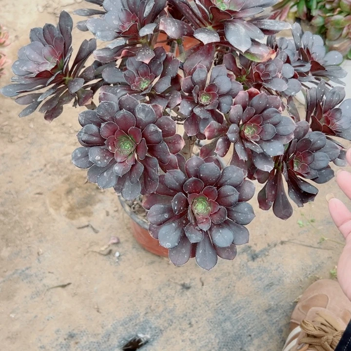 ～****～254圆叶多肉植物