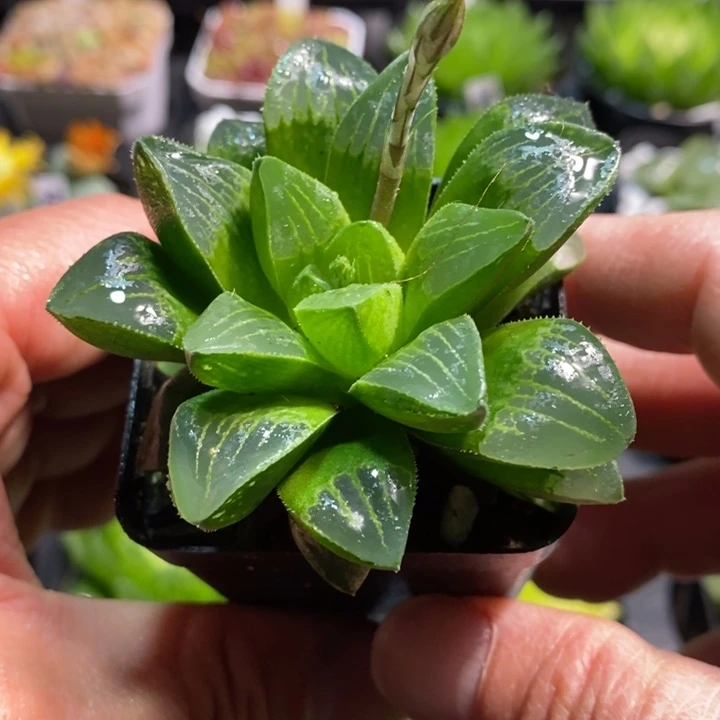 姬寿玉露多肉植物