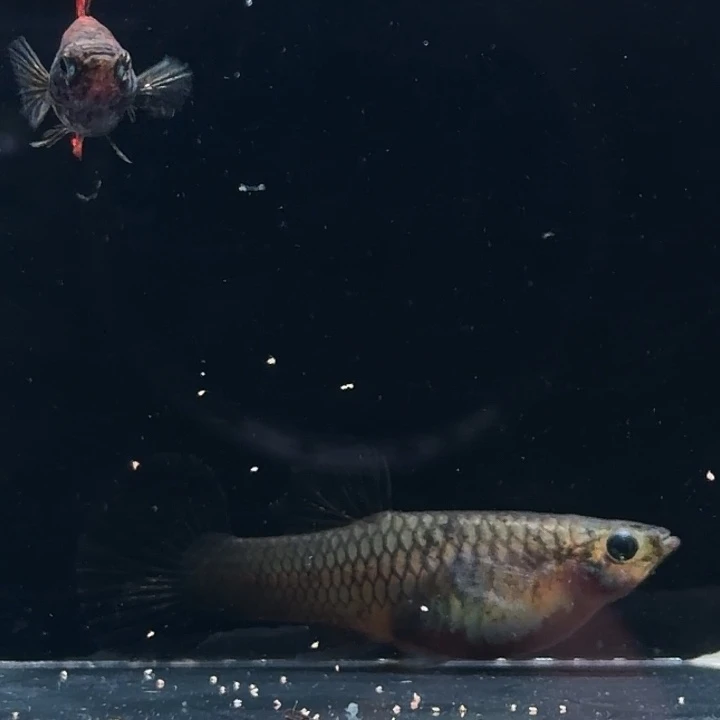 孔雀鱼红虎斑小圆尾一对种鱼