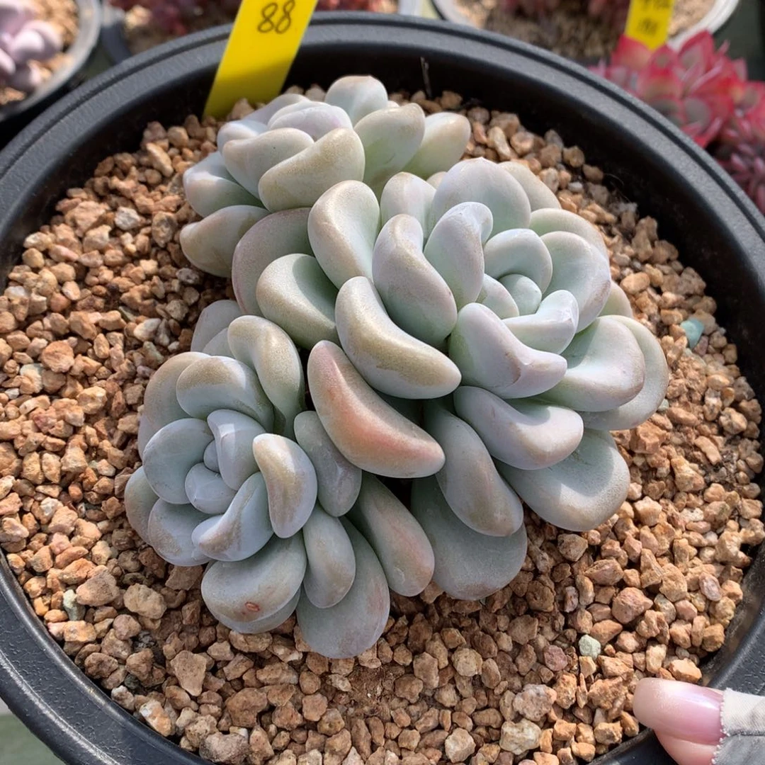 玉麒麟 三头  一颗