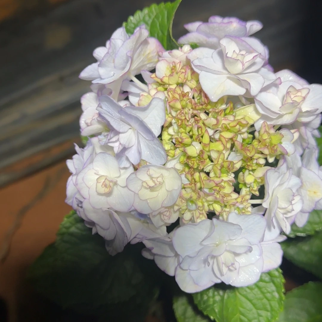 大部分花苞少量开放133
