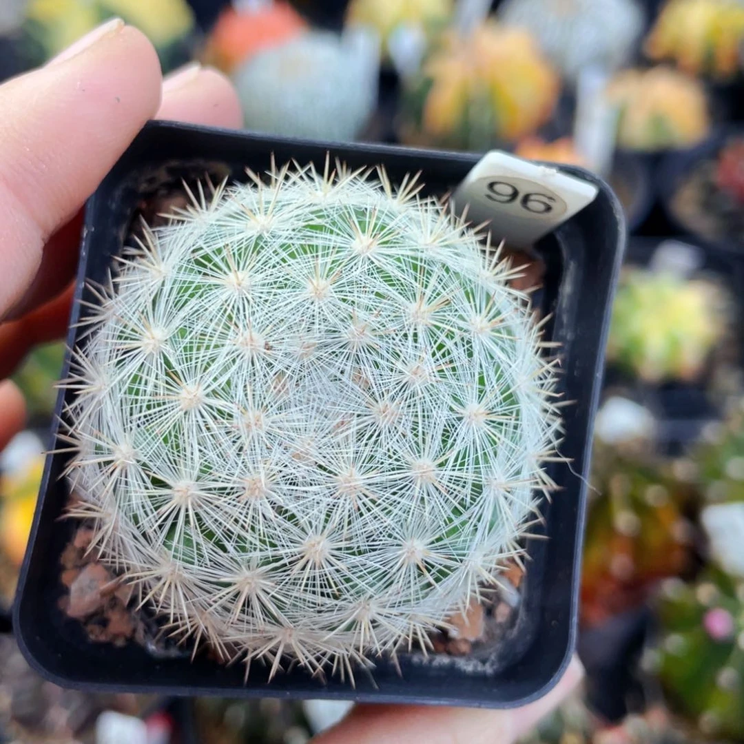 盆5公分满25包邮裸根发货