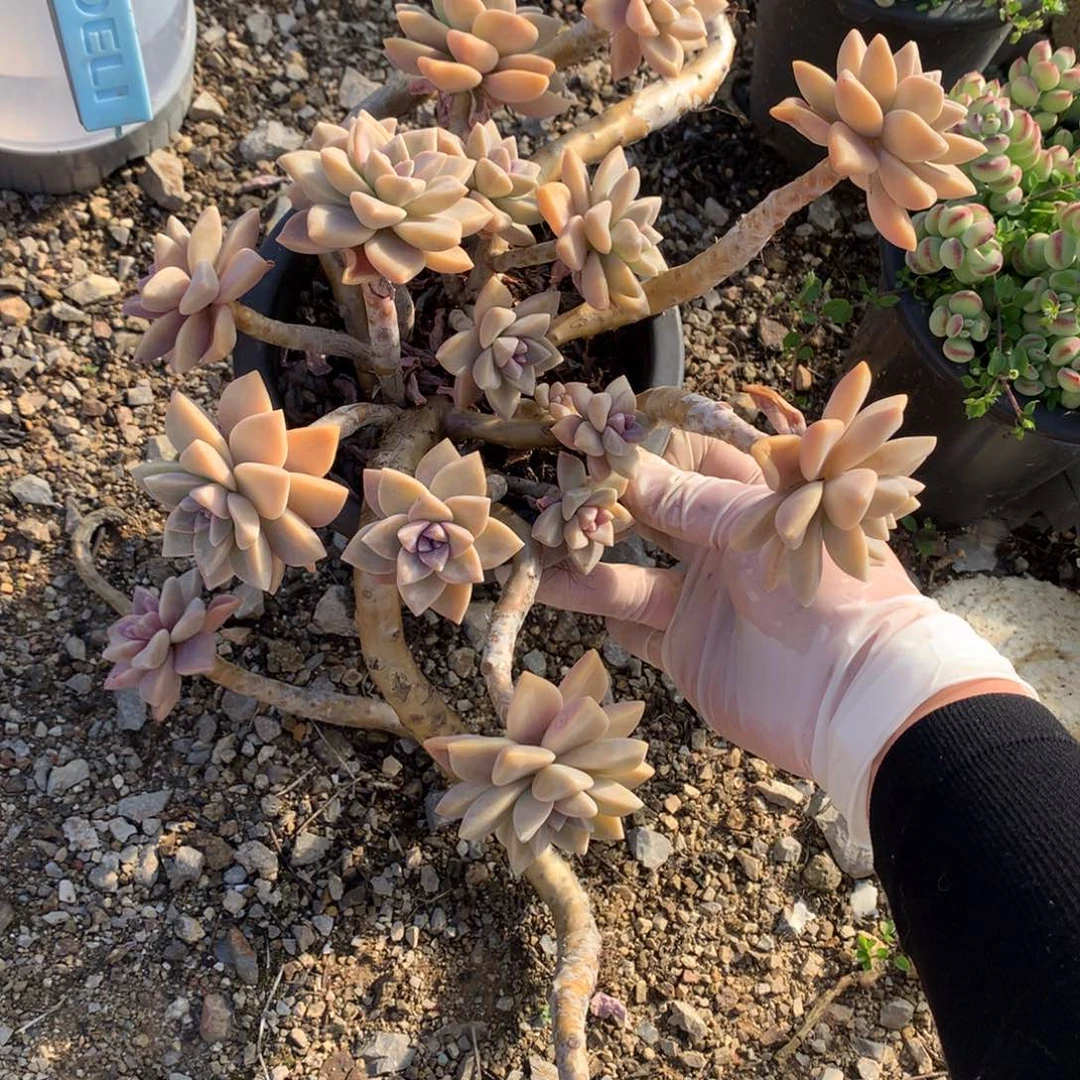 淡雪多肉一物一拍