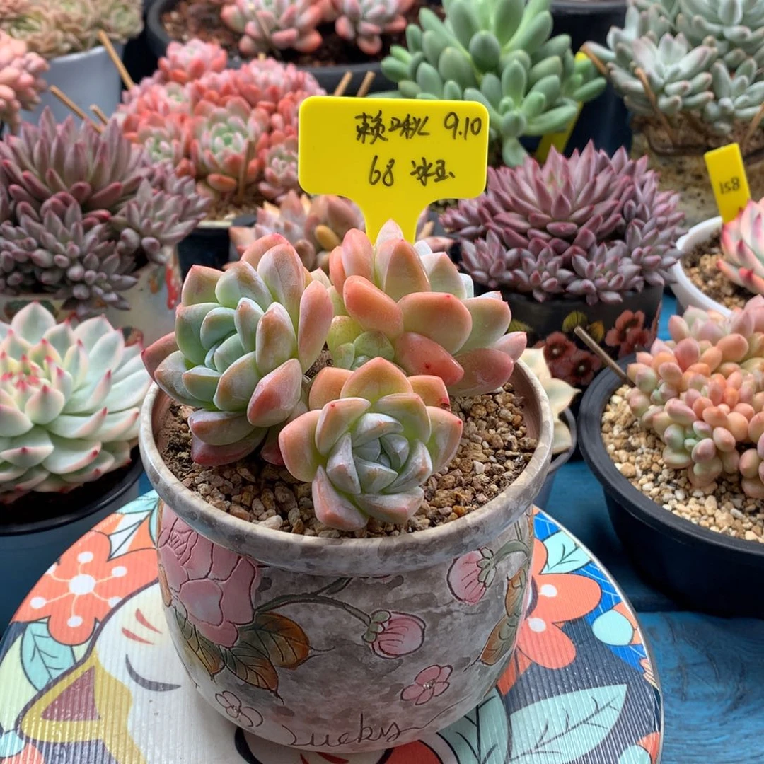 赖***。我们家的小仙女们