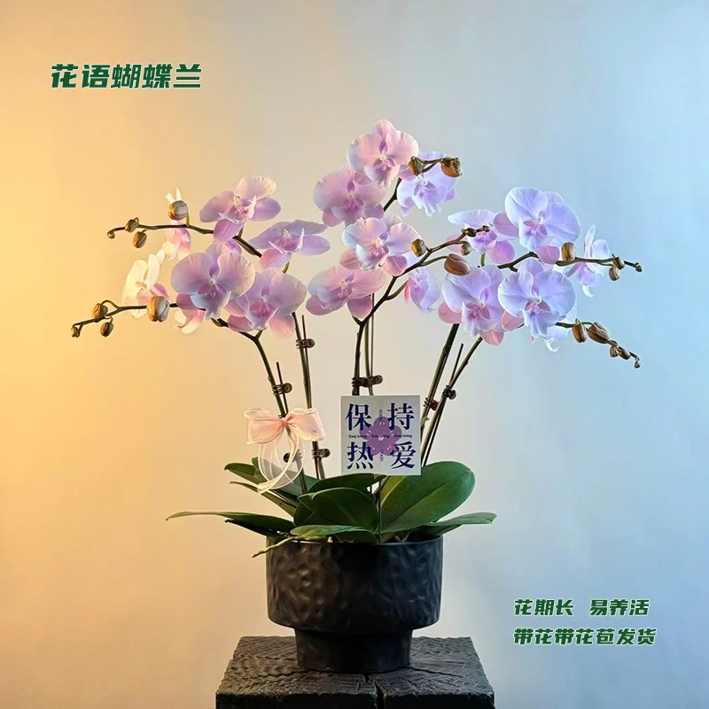 蝴蝶兰【蜜雪】 带花带花苞发货 室内客厅阳台花卉 好养易活