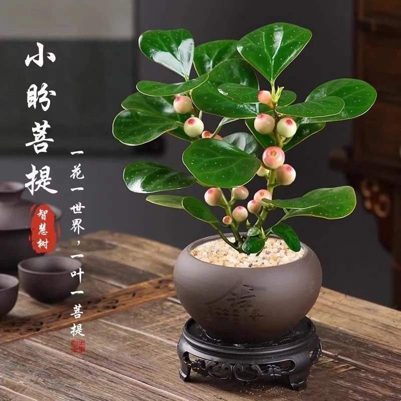 小盼菩提盆栽带果菩提树盆景中式禅意桌面摆件室内客厅绿植微景观