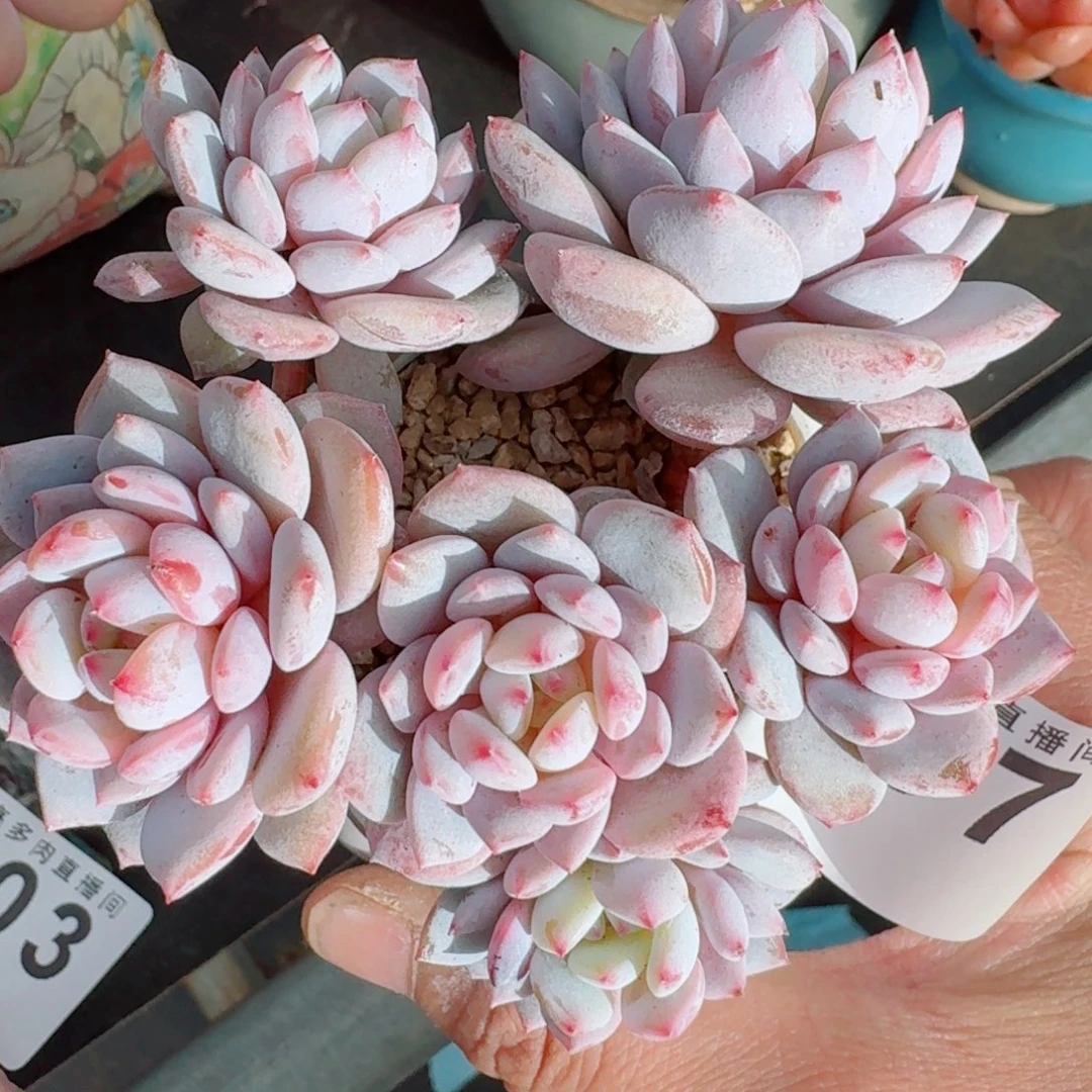 星星橙      愿你一路坦途，乘风破浪展宏图