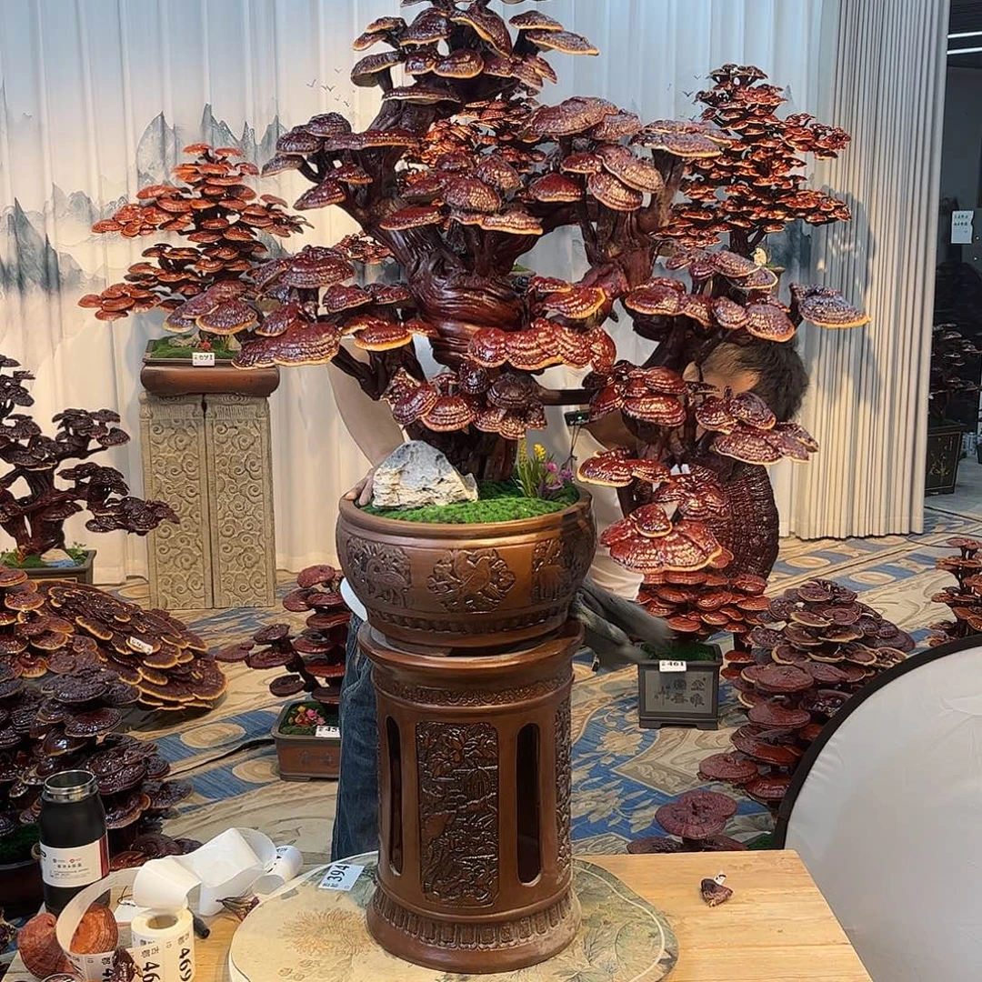 无花朵888888898888888