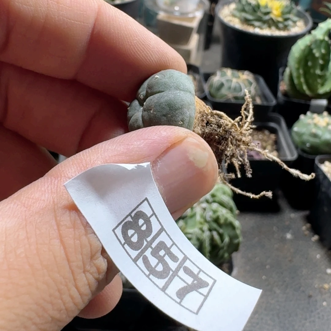 857海鲜脱土发货自根