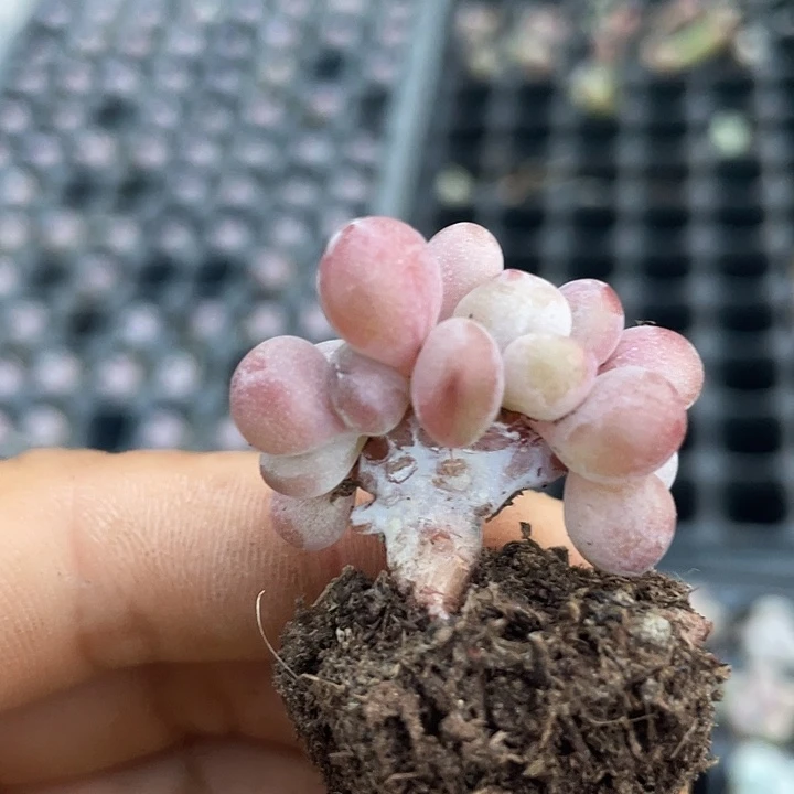 一物一拍满18包邮