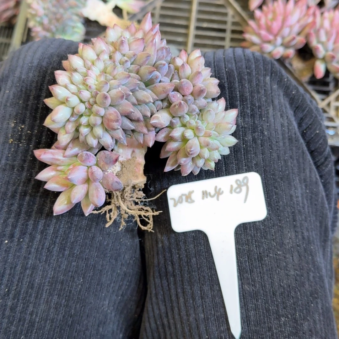 一物一拍胖体虞美人缀189