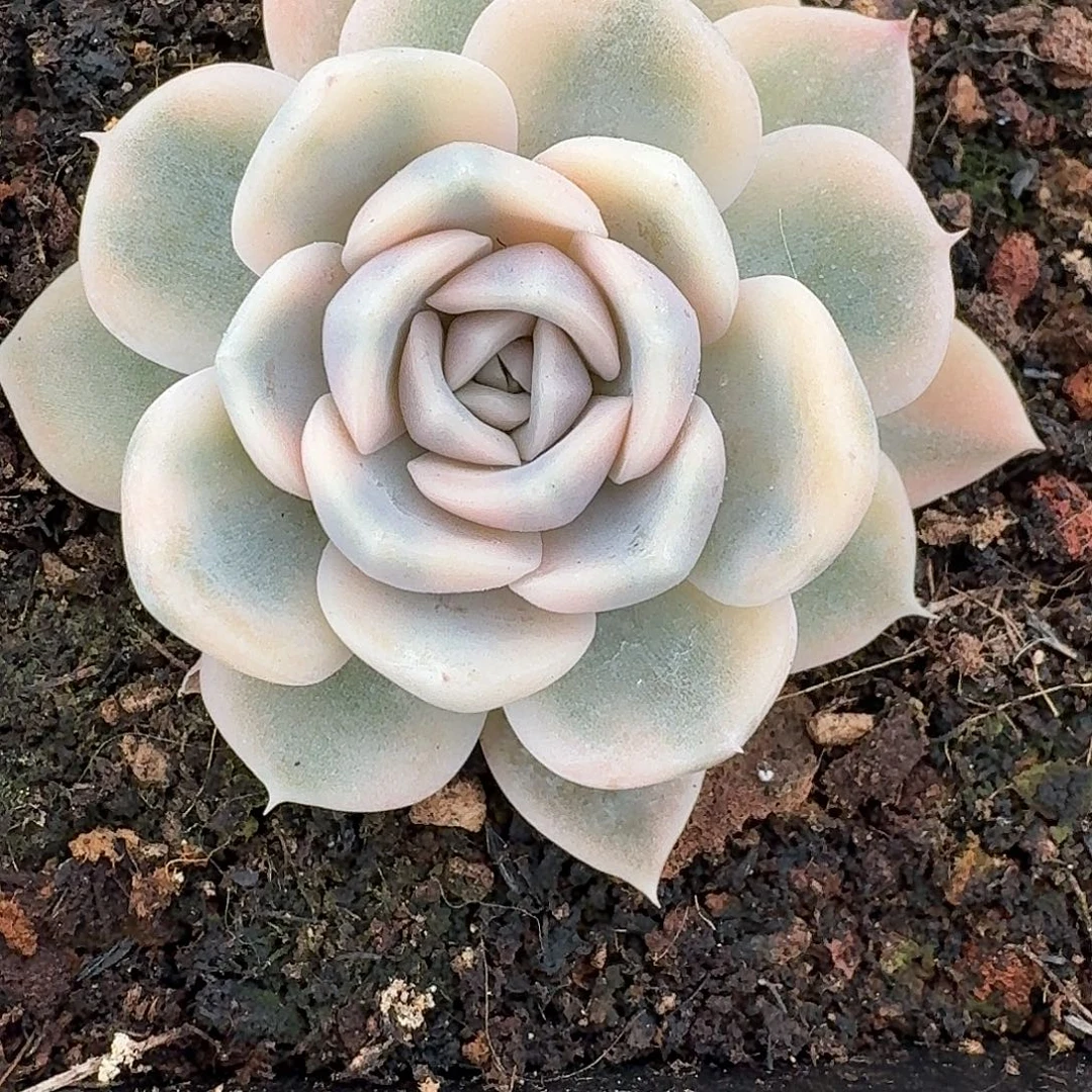 开播福利汉堡一物一拍