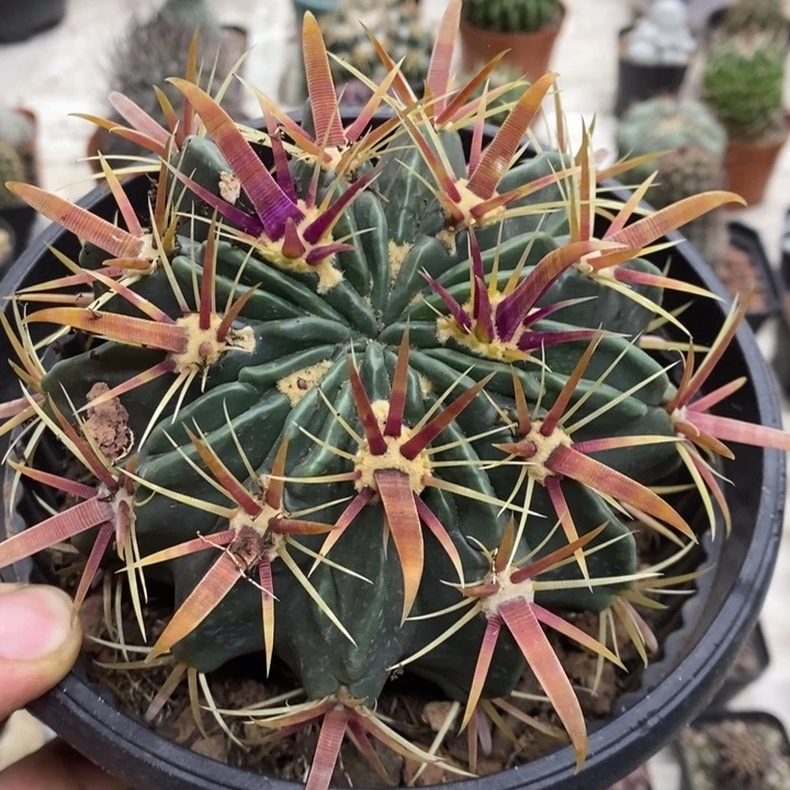 实生大号宽刺日出特价