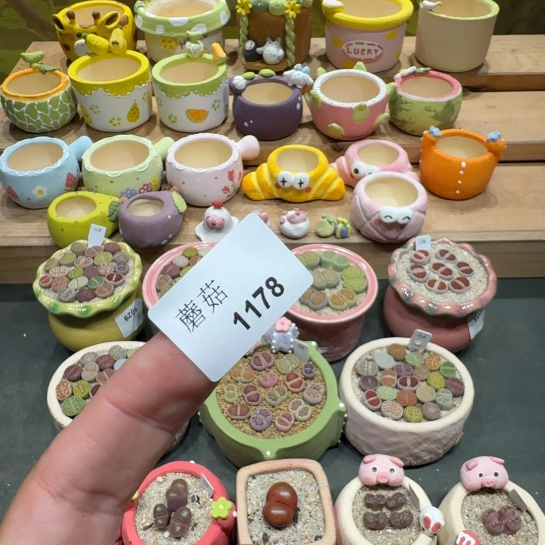 格***调蘑菇1178花花花花花花