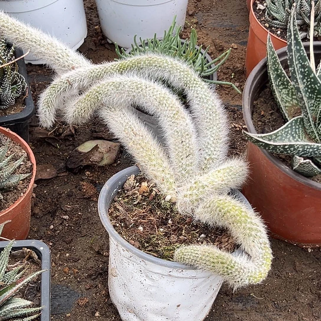 多肉植物九尾狐群