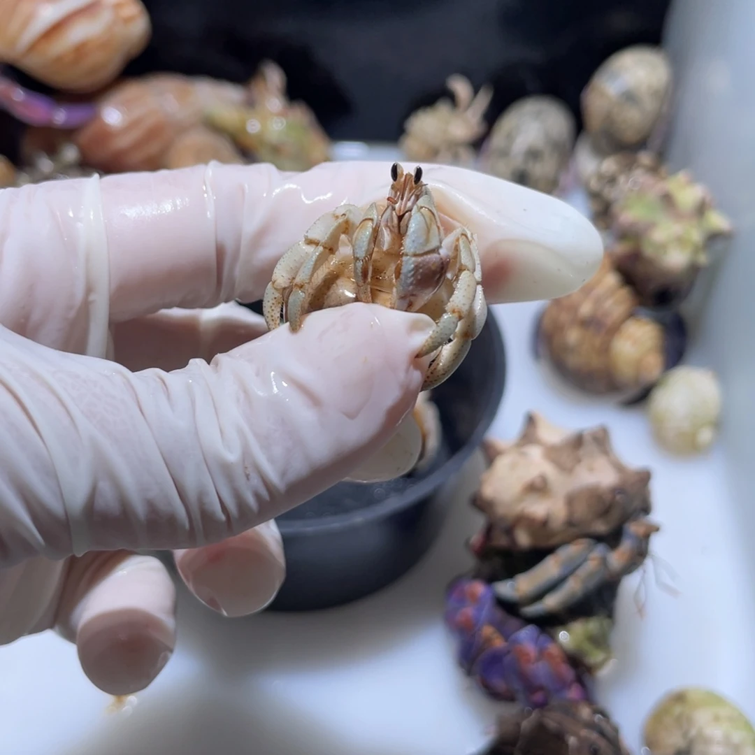D10 紫陆薄荷绿色1.3口