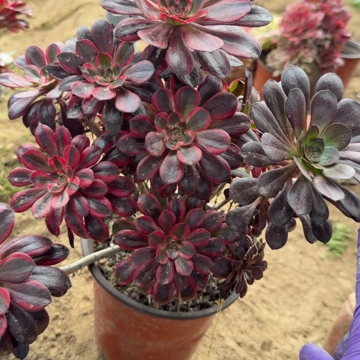 5687一号棚香奈尔C