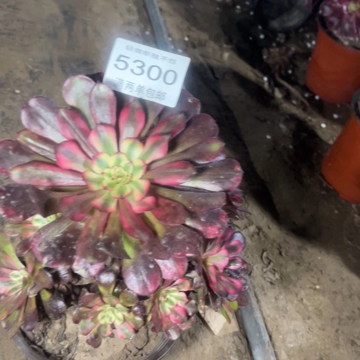 5300月蝉的人多肉的