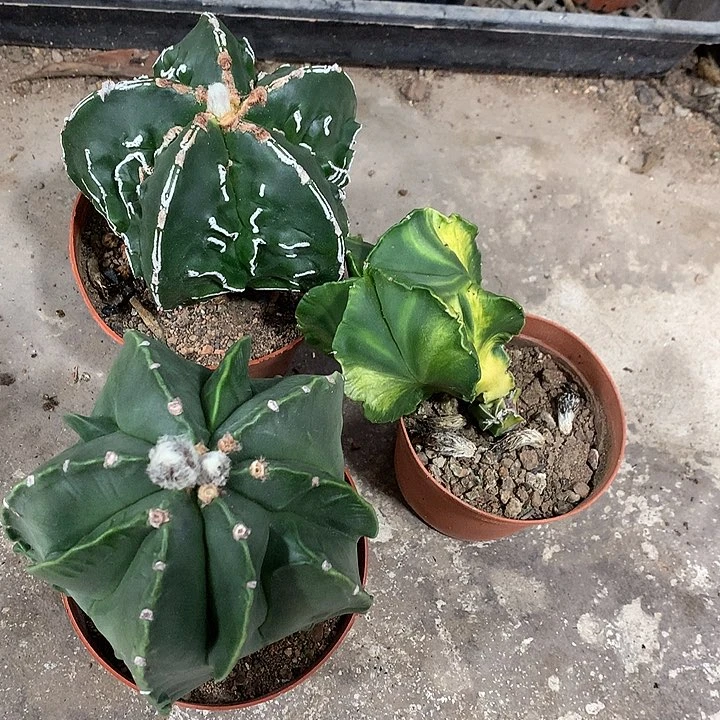 26858568585575858589